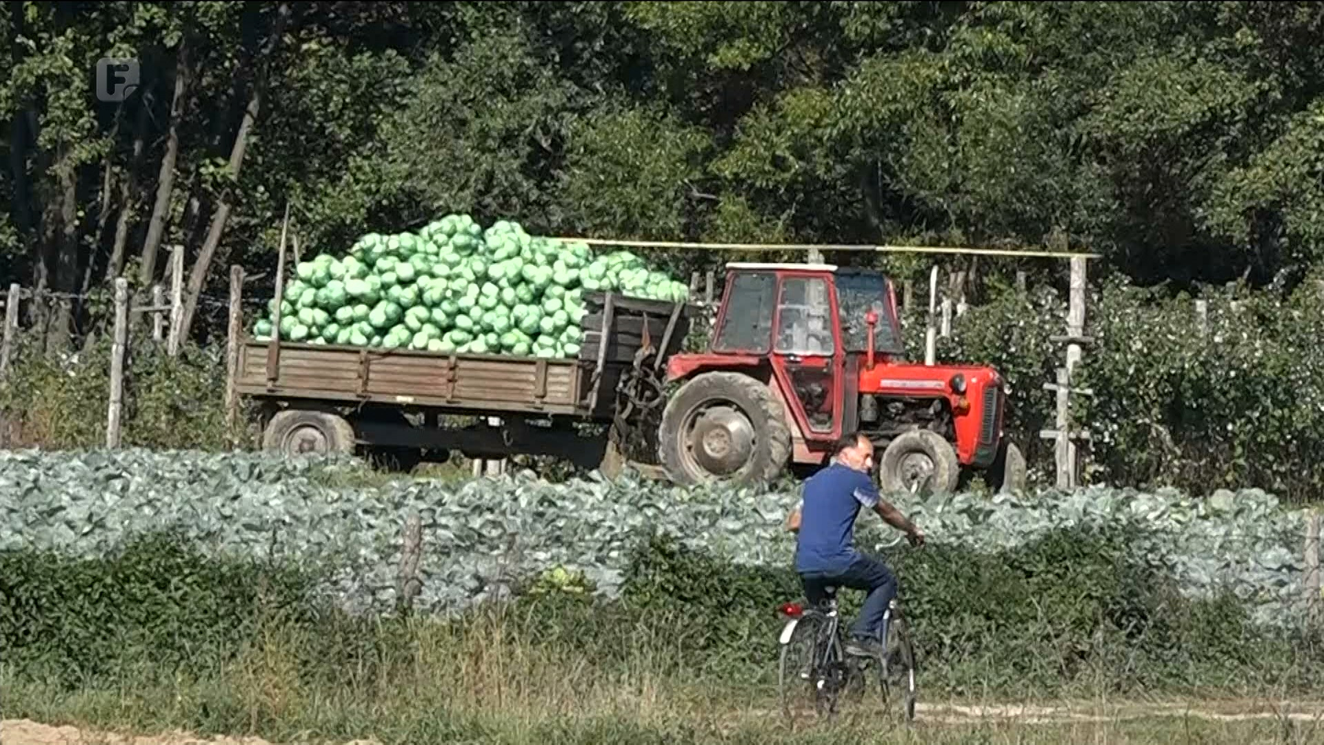 U Gornjem Vakufu/Uskoplju sve manje površina zasađenih kupusom
